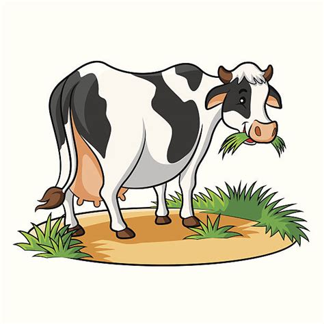 Cow Eating Grass Illustrations Royalty Free Vector Graphics And Clip Art