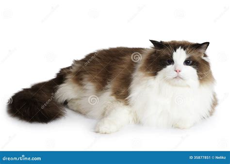 Ragdoll Cat In Front Of A White Background Stock Image Image Of