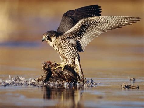 Peregrine Falcon Hunting My Hd Animals