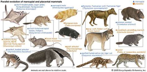 Mammal Definition Characteristics Classification And Facts
