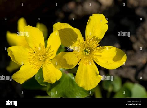 Yellow Flowers Of Marsh Marigold Or Kingcup Caltha Palustris A