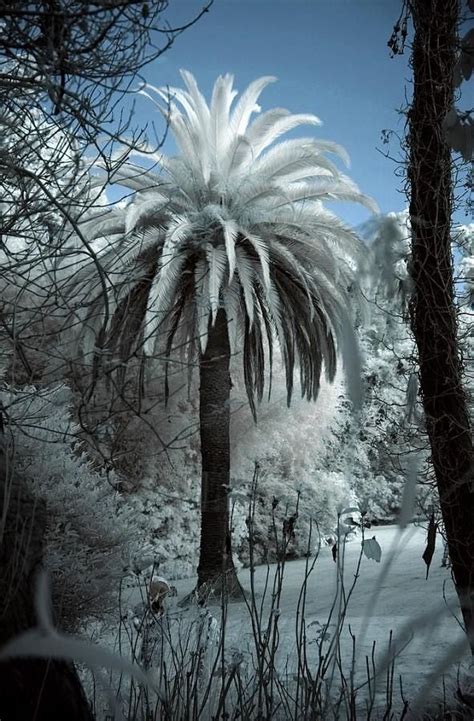 Snow On A Palm Tree With Images Winter Scenery Palm Trees Winter
