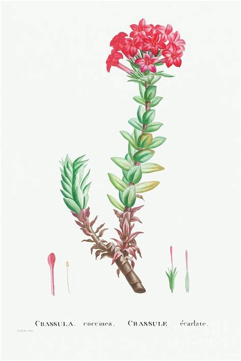 crassula coccinea red crassula from histoire des plantes grasses 1799 by pierre joseph redoute