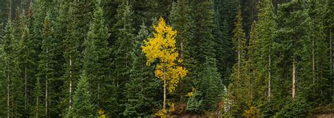 Lone Yellow Aspen Tree Lewis Carlyle Photography