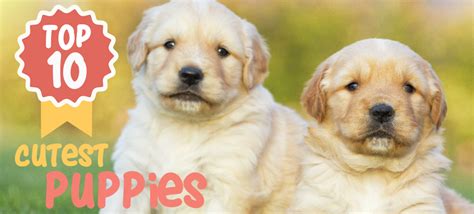 Top 10 Cutest Puppies In The World