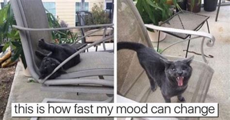 15 Fresh Memes About Cats And Dogs That Will Make Your Day I Can Has