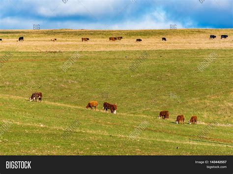 Cows Grazing Green Image And Photo Free Trial Bigstock