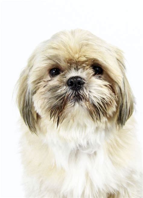 Shih Tzu Dog For Adoption In St Louis Park Mn Adn 751495 On