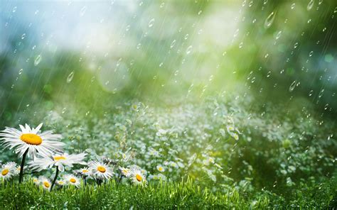 Free Download Best Collection Beautiful Rain Hd Wallpapers For Desktop