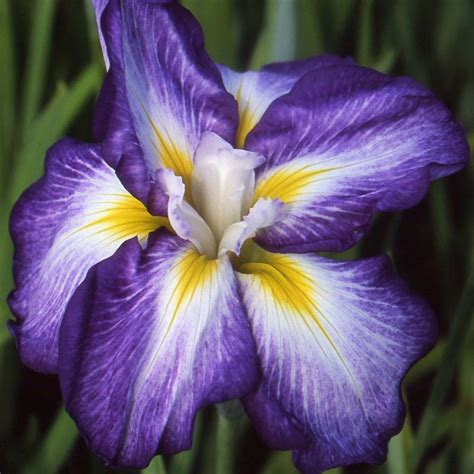 Iris Ensata Illumination Iris Du Japon à Fleurs Violettes Et Blanches