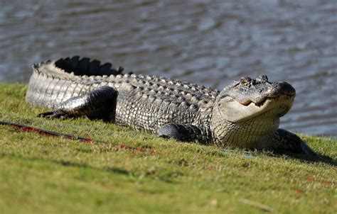 Woman Attacked By 9 Foot Alligator In Hilton Head South Carolina The