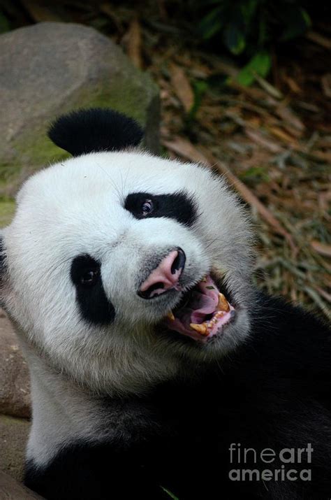 Panda Bear Growls And Shows Teeth While Looking At Camera Singapore