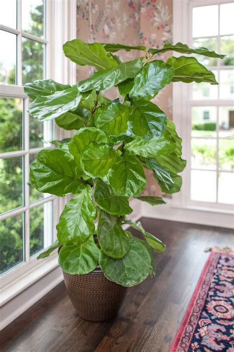 Indoor Plants The Fashion Forward Fiddle Leaf Fig Plantz