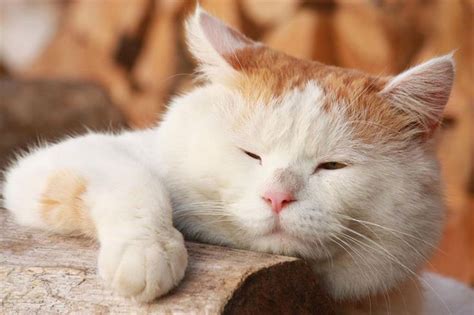 Tổng hợp ảnh những chú Mèo Béo Ú nhưng Cực Xinh Cute animals Cat sleep Love pet
