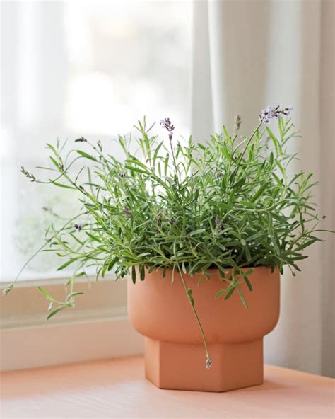Growing Lavender Indoors The Dos And Donts To Know Apartment Therapy
