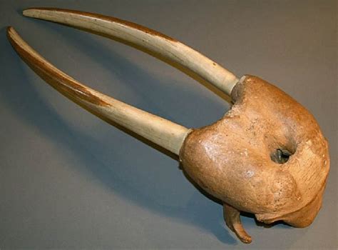 Antique Fossil Walrus Skull With Ivory Tusks Skull Animal Skulls Fossil