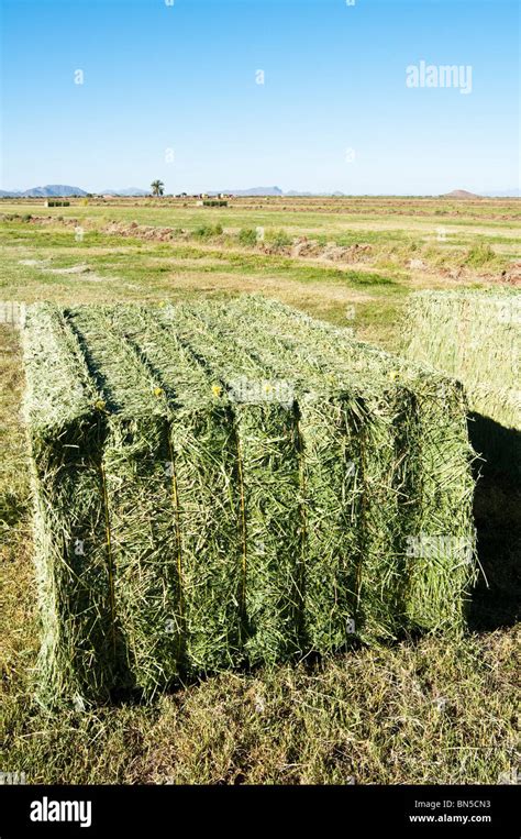 Six String Alfalfa Hay Bales In A Freshly Cut Field Stock Photo Alamy