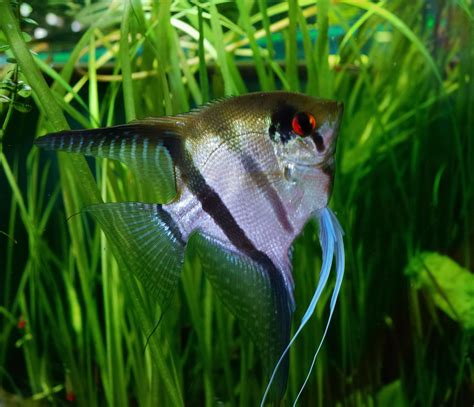 Pterphyllum Scalare Angelfish Cichlid Tetra Fish Cichlid Fish Discus