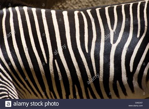 Detail Of Zebra Stripes Stock Photo Alamy