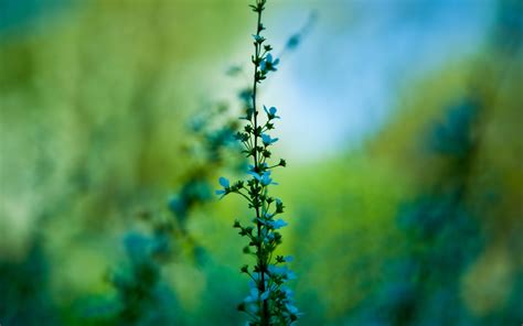 Wallpaper 2560x1600 Px Blue Flowers Blurred Nature Plants
