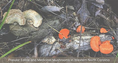 North Carolina Wild Mushroom Guide 2022