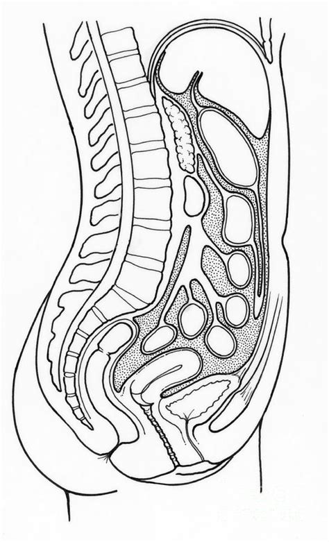 This is circular in the nulliparous but usually a transverse slit. Illustration Of Female Internal Organs Photograph by Science Source