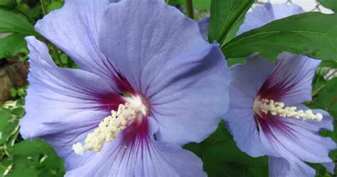 Rose Of Sharon How To Grow And Care For Hibiscus Syriacus