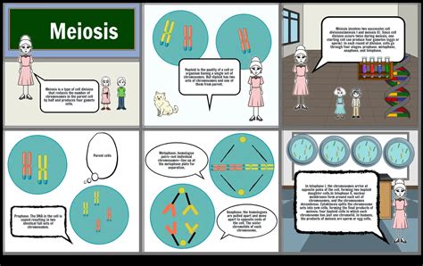 Meiosis Storyboard By 443c4a07