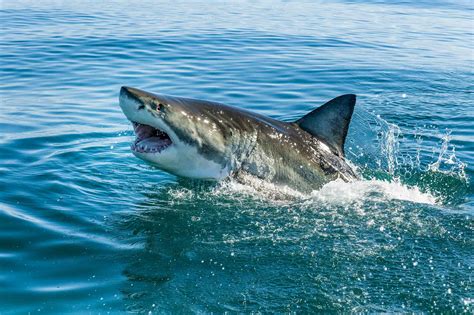 What Is The Beach With The Most Great White Shark Infestations On Earth