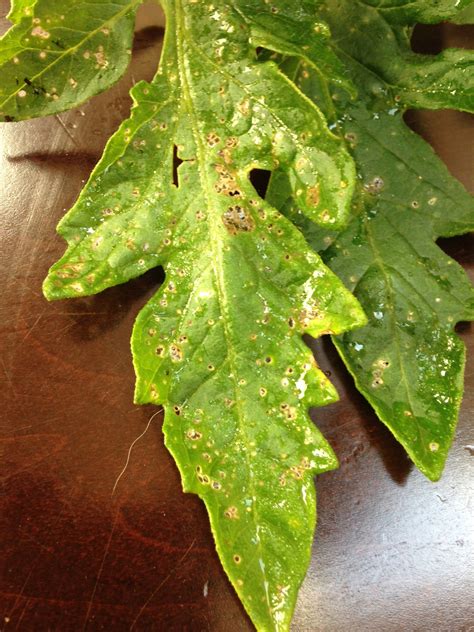 Whitish Brown Spots On My Tomato Leaves Ask An Expert