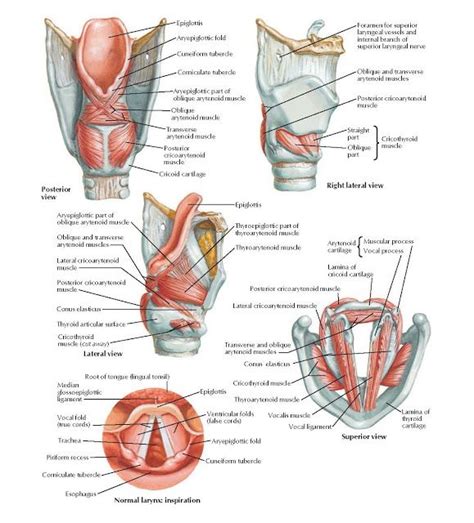 Intrinsic Muscles Of Larynx Anatomy Epiglottis Cricoid Cartilage