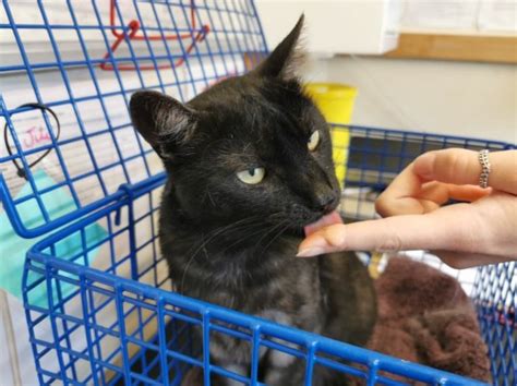 Nervous Cat Has Been Waiting To Find A Home For More Than 200 Days