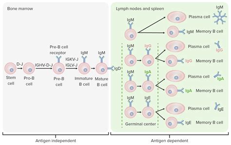 B Cells Types And Functions Concise Medical Knowledge