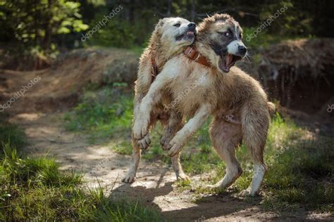 Turkmen iti aka alabai central asian shepherd history. Dog breed Alabai, central Asian shepherd dog — Stock Photo ...