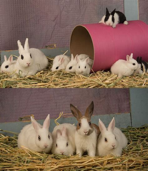Adoptable Bunnies At Rabbit Rescue Shelter