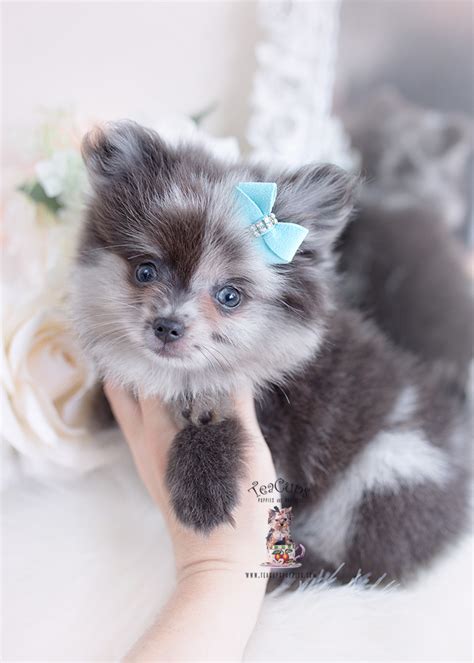 Communication between owner and vendor is admirable at jamil pitbull home. Merle Pomeranian Puppies Florida | Teacup Puppies & Boutique