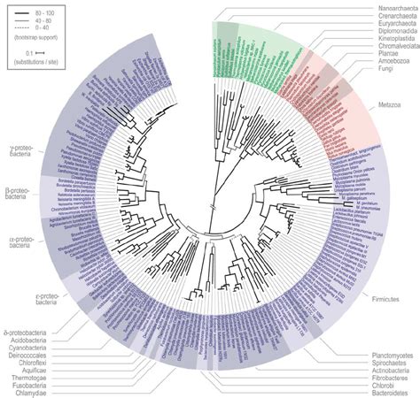 Global Phylogeny Of Fully Sequenced Organisms The Phylogenetic Tree