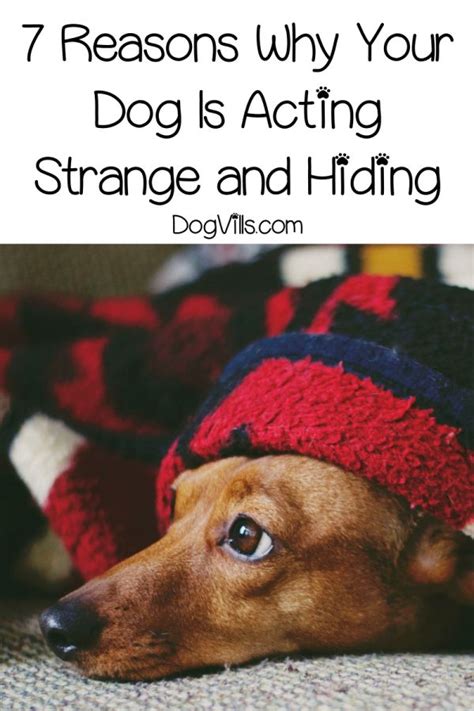 7 Reasons Why Your Dog Is Acting Strange And Hiding Dogvills