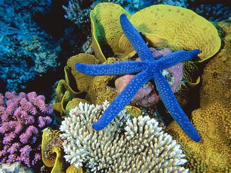 Blue Starfish And Coral Reef Life Oceans Nature Sealife Starfish