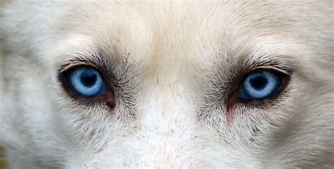 Baby German Shepherd Puppies With Blue Eyes