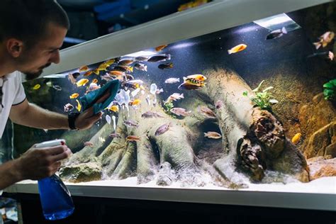 Tips for finding the best aquarium shops near you. How Can I Find the Best Aquarium Shops Near Me? - Pet So Fun