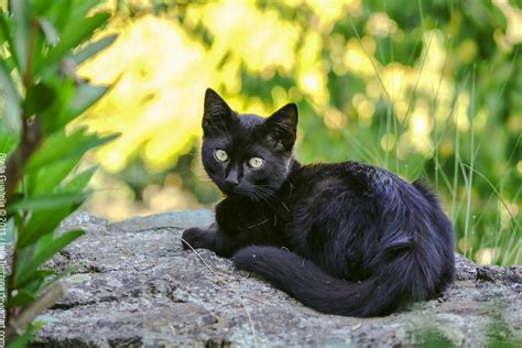 Black Kitten By Isulaturchina On Deviantart
