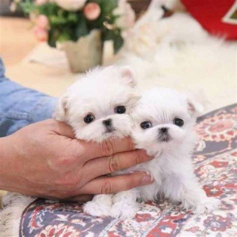 Adorable Teacup Maltese Puppies For Adoption 1616 606 0359 Indianapolis Animal Pet