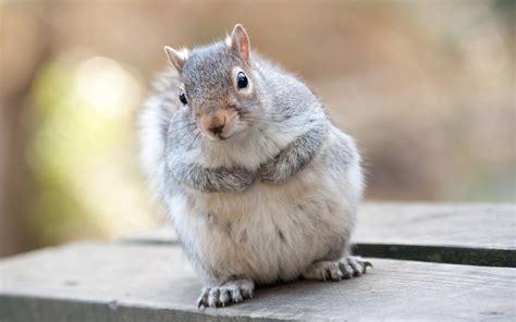 Forest Elf Cute Squirrel Hd Wallpapers Picture 14 Preview
