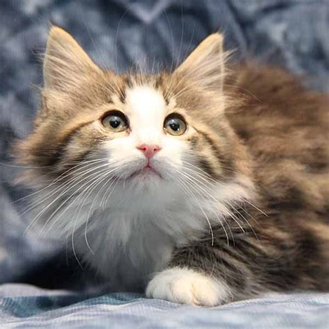 Norwegian Forest Cat Borealis Whitney Puppies And Kitties Cats And