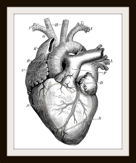 Human Heart Sketch Diagram
