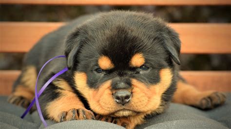 Dkv Rottweilers German Rottweiler Puppies For Sale