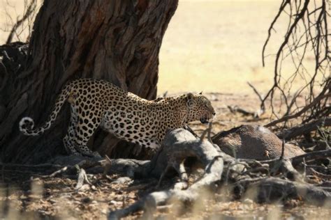 African Leopard Eating Stock Photo Image Of Impala Conservation