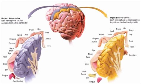 Sensory And Motor Areas In The Cortex The A Level Biologist Your Hub