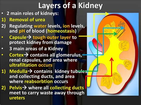 Ppt Structure Of The Kidney Powerpoint Presentation Id3086586